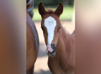 Deutsches Reitpony, Stute, , Dunkelfuchs