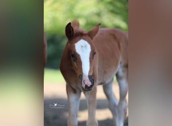 Deutsches Reitpony, Stute, , Dunkelfuchs