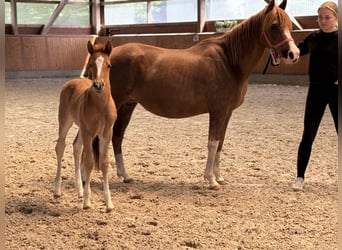 Deutsches Reitpony, Stute, Fohlen (04/2026), Dunkelfuchs