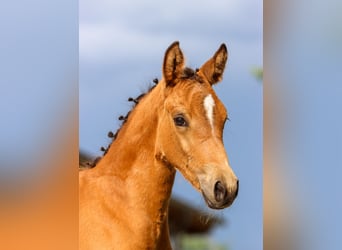 Deutsches Reitpony, Stute, Fohlen (05/2024), Falbe