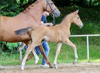 Deutsches Reitpony, Stute, Fohlen (05/2024), Falbe