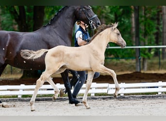 Deutsches Reitpony, Stute, Fohlen (05/2025), Falbe