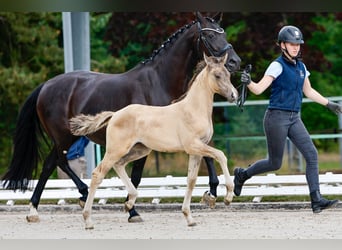 Deutsches Reitpony, Stute, Fohlen (05/2025), Falbe