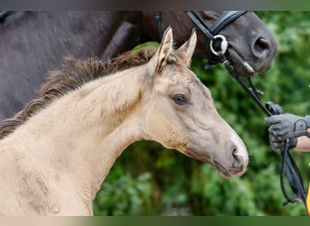 Deutsches Reitpony, Stute, Fohlen (05/2025), Falbe