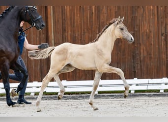 Deutsches Reitpony, Stute, Fohlen (05/2025), Falbe