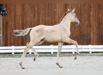Deutsches Reitpony, Stute, Fohlen (05/2025), Falbe