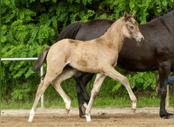 Deutsches Reitpony, Stute, Fohlen (04/2024), Falbe