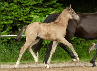 Deutsches Reitpony, Stute, Fohlen (04/2024), Falbe