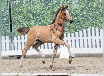 Deutsches Reitpony, Stute, Fohlen (05/2026), Falbe