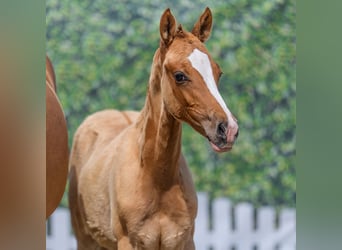 Deutsches Reitpony, Stute, Fohlen (03/2026), Falbe