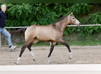 Deutsches Reitpony, Stute, Fohlen (01/2026), Falbe