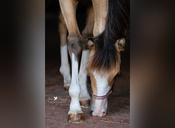 Deutsches Reitpony, Stute, Fohlen (02/2024), Falbe