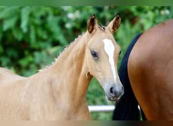 Deutsches Reitpony, Stute, Fohlen (04/2026), Falbe