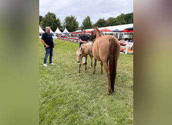 Deutsches Reitpony, Stute, , Falbe