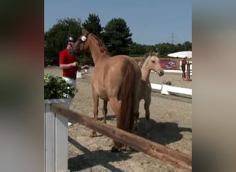Deutsches Reitpony, Stute, , Falbe