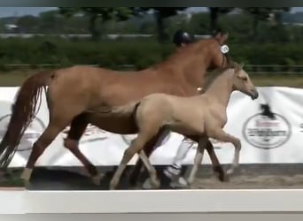 Deutsches Reitpony, Stute, , Falbe
