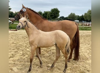 Deutsches Reitpony, Stute, , Falbe