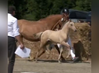 Deutsches Reitpony, Stute, , Falbe
