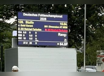 Deutsches Reitpony, Stute, , Falbe