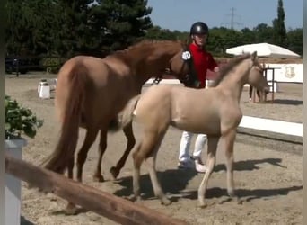 Deutsches Reitpony, Stute, , Falbe