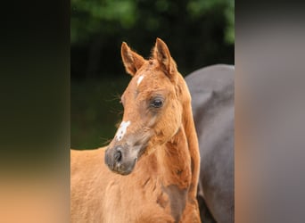 Deutsches Reitpony, Stute, Fohlen (03/2024), Fuchs