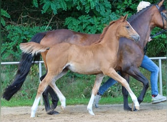 Deutsches Reitpony, Stute, Fohlen (04/2024), Fuchs