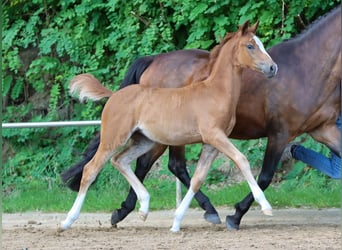 Deutsches Reitpony, Stute, Fohlen (04/2024), Fuchs