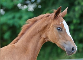 Deutsches Reitpony, Stute, Fohlen (04/2024), Fuchs