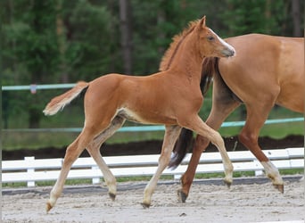 Deutsches Reitpony, Stute, Fohlen (04/2024), Fuchs