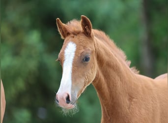 Deutsches Reitpony, Stute, Fohlen (04/2024), Fuchs