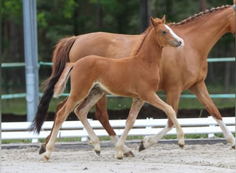 Deutsches Reitpony, Stute, Fohlen (04/2024), Fuchs