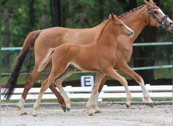 Deutsches Reitpony, Stute, Fohlen (04/2024), Fuchs