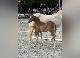 Deutsches Reitpony, Stute, , Fuchs