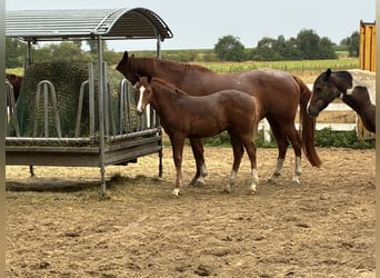 Deutsches Reitpony, Stute, Fohlen (04/2026), Fuchs
