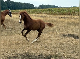 Deutsches Reitpony, Stute, Fohlen (04/2026), Fuchs