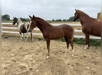 Deutsches Reitpony, Stute, Fohlen (04/2026), Fuchs