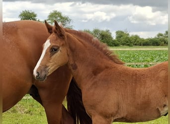 Deutsches Reitpony, Stute, Fohlen (04/2026), Fuchs