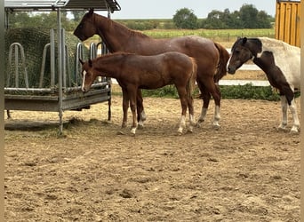 Deutsches Reitpony, Stute, Fohlen (04/2026), Fuchs