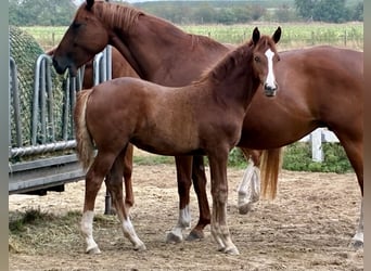 Deutsches Reitpony, Stute, Fohlen (04/2026), Fuchs
