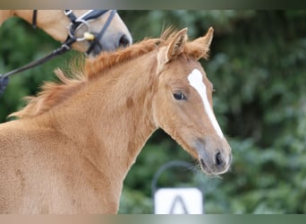 Deutsches Reitpony, Stute, Fohlen (04/2026), Fuchs