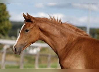 Deutsches Reitpony, Stute, Fohlen (04/2026), Fuchs