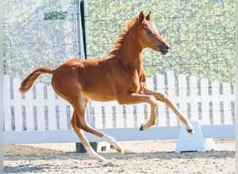 Deutsches Reitpony, Stute, Fohlen (05/2026), Fuchs