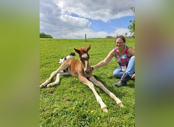 Deutsches Reitpony, Stute, Fohlen (04/2026), Fuchs