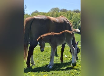 Deutsches Reitpony, Stute, Fohlen (04/2026), Fuchs