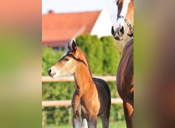 Deutsches Reitpony, Stute, Fohlen (03/2026), Fuchs