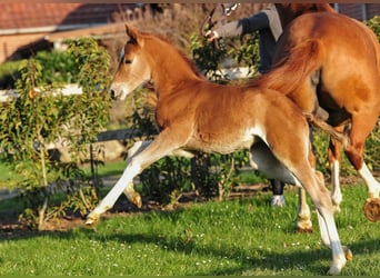 Deutsches Reitpony, Stute, Fohlen (03/2026), Fuchs