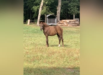 Deutsches Reitpony, Stute, Fohlen (05/2025), Fuchs