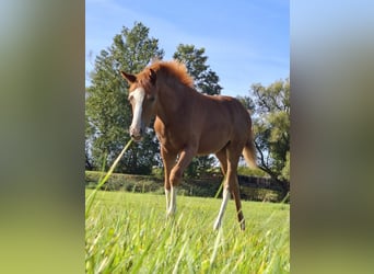 Deutsches Reitpony, Stute, Fohlen (04/2025), Fuchs