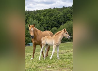 Deutsches Reitpony Mix, Stute, , Fuchs