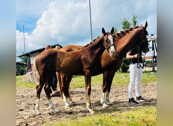 Deutsches Reitpony, Stute, , Fuchs